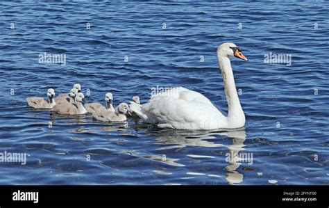 Cisne Mudo Con Pollitos En El Agua Fotograf As E Im Genes De Alta