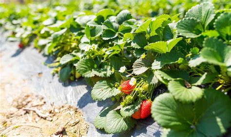 Клубника витязь - описание сорта, посадка и уход | Экономика | Селдон ...