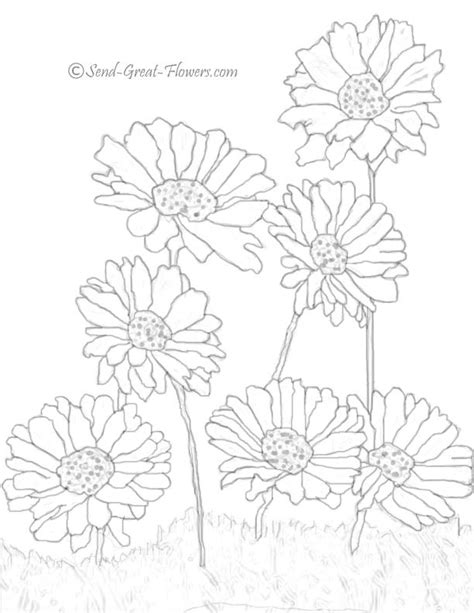 Gerber Daisy Coloring Pages At Free Printable