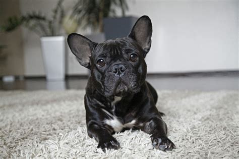 dog breeds  small apartments