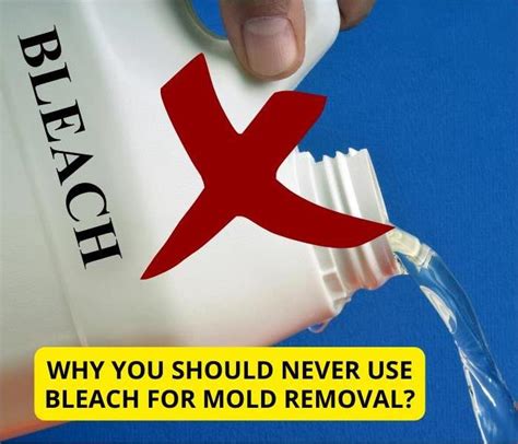 WHY YOU SHOULD NEVER USE BLEACH FOR MOLD REMOVAL?