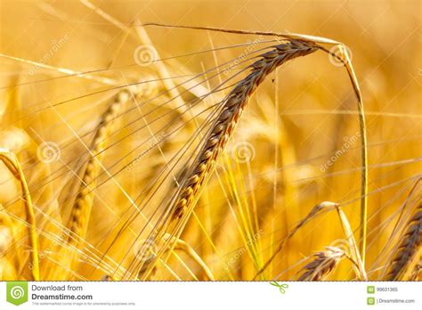 Golden Corn Field In The Sunset Stock Image Image Of Beauty Growing