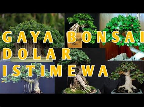 Inspirasi Bonsai Beringin Dolar Istimewa YouTube