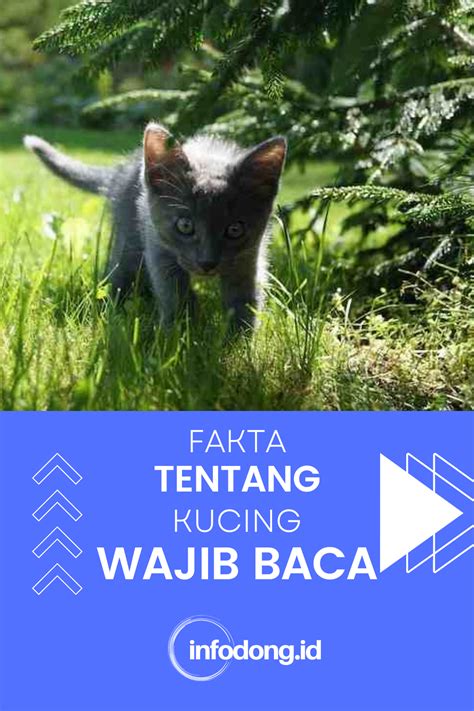 Fakta Tentang Kucing