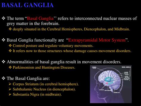 Ppt Basal Ganglia Powerpoint Presentation Free Download Id1897685