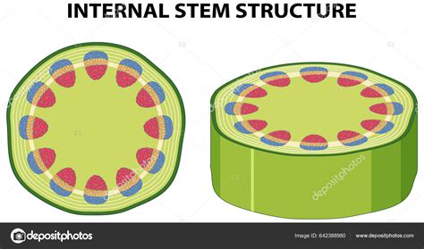 Internal Structure Stem Diagram Illustration Stock Vector by ...