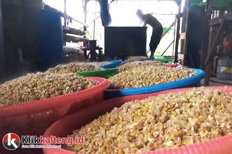 Siasati Kenaikan Harga Kedelai Pengusaha Tahu Tempe Di Sampit Perkecil