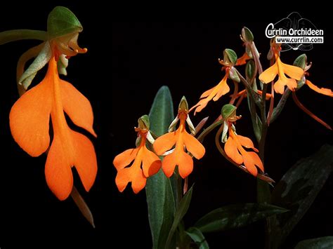 Habenaria Rhodocheila Currlin Orchideen