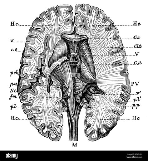 Partes De La Sección Transversal Del Cerebro