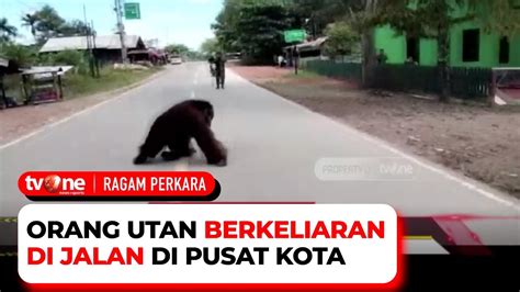 Orang Utan Masuk Permukiman Bikin Warga Lari Ketakutan Ragam Perkara