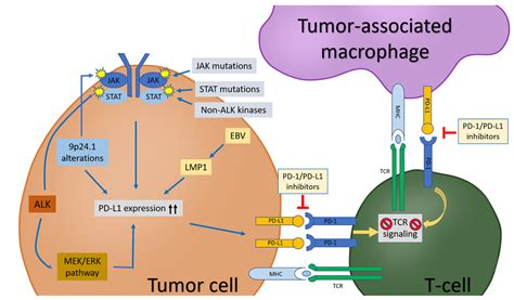 Pd 1pd L1 Pathway A Therapeutic Target In Cd30 Large Cell Lymphomas