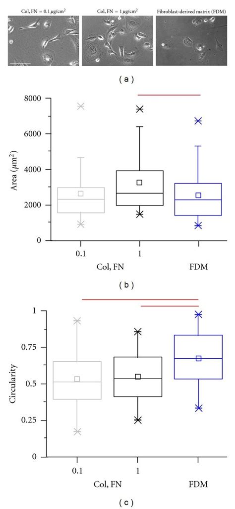 Morphometric Analysis Of Mda Mb Cells On Mixed Ecm Surfaces A