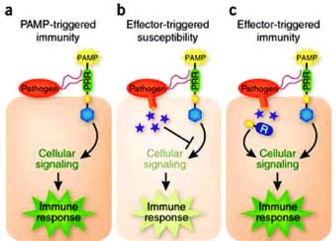 Simplified Schematic Representation Of The Plant Immune System A Upon