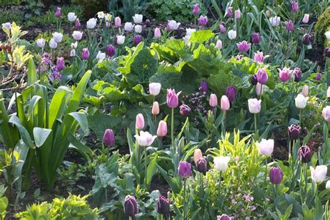 Spring Combination Ideas Bulb Combinations Plant Combinations