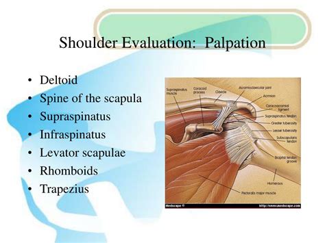 Ppt Shoulder Evaluation Powerpoint Presentation Free Download Id 3196402