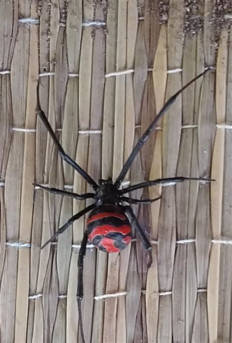 (Latrodectus sp.) - EcoRegistros