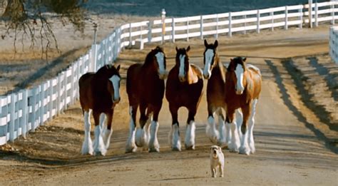 Budweiser’s Back: Clydesdale & Labrador Puppy Reunite In New Heartfelt ...