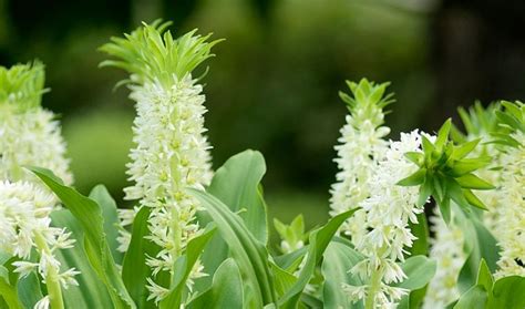 Eucomis autumnalis