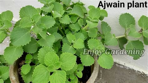 Ajwain Plant अजवायन का पौधा Medicinal Plant Herbal Plant Ajwain