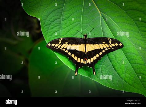 A Brilliant Black And Yellow Swallowtail Butterfly Rests On A Big Green Leaf With Wings Spread