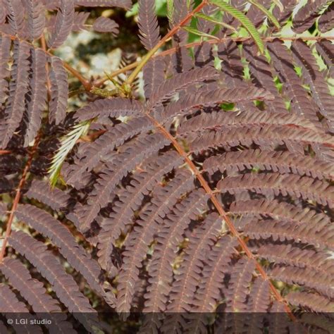 ALBIZIA Julibrissin Summer Chocolate