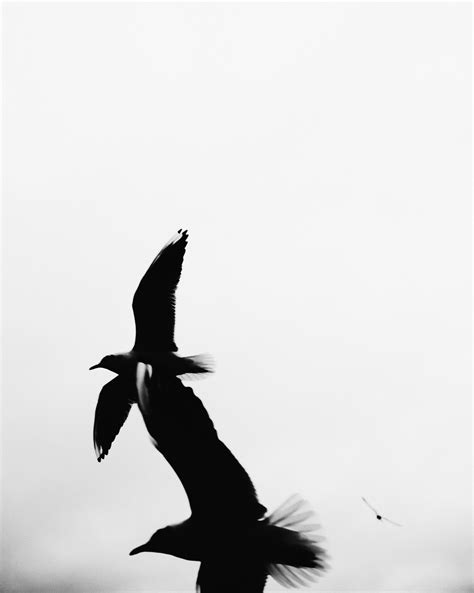 Silhouette of a Flying Bird · Free Stock Photo