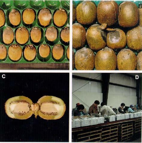 A Kiwifruit With Typical Gray Mold At The Stem End B Kiwifruit