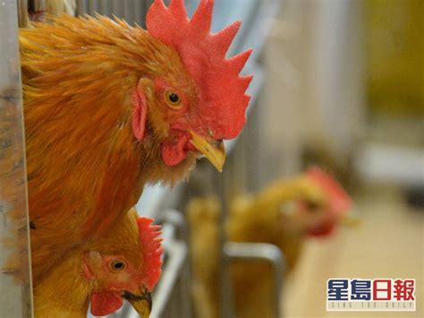 俄羅斯基洛夫州爆高致病性h5n1禽流感 港停進口疫區禽類產品 星島日報 Line Today