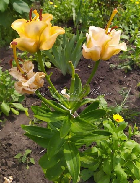Лилия «Эприкот фадж» (34 фото): описание сорта Apricot Fudge, посадка и ...