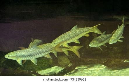 Indian Golden Mahseer Tor Putitora Freshwater Stock Photo 734239651