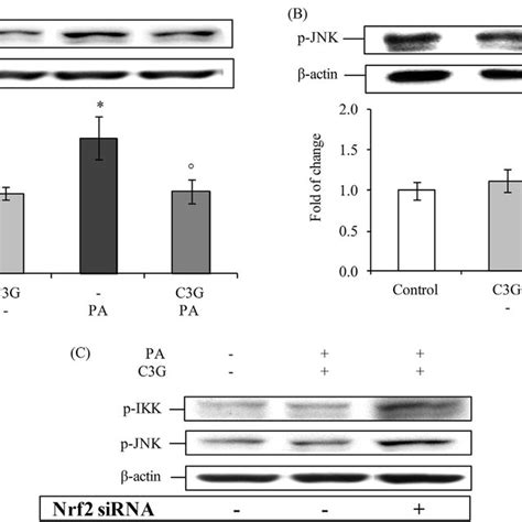 Phosphorylation Akt A B And Enos A C In Huvecs Pretreated With 20 Download Scientific