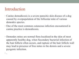 canine demodex | PPT