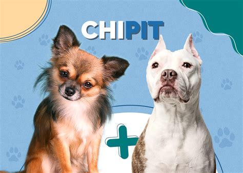 Chipit Pitbull And Chihuahua Mix Info Pictures Traits Hepper