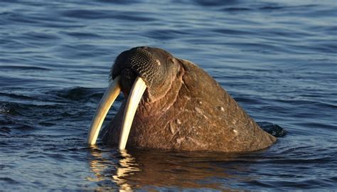 What Are Ivory Walrus Tusks Worth? | Synonym