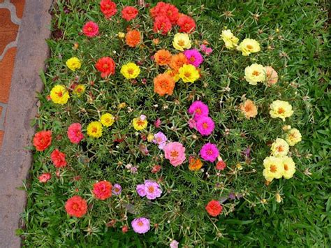 Comprar Sementes De Portulaca Dobrada Sortida Portulaca Grandiflora