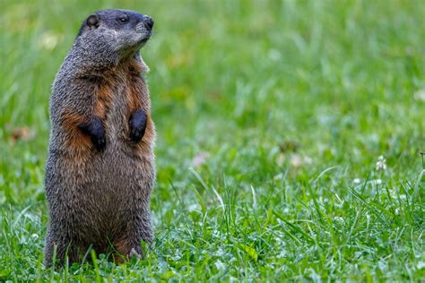 Punxsutawney Phil Groundhog Day Tickets For Sale Milly Matilda