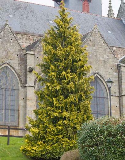 Chamaecyparis Nootkatensis Aurea Nootka Cypress Garden