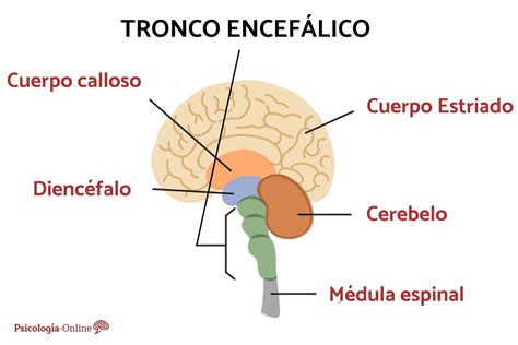 Partes Del Tronco Encefálico