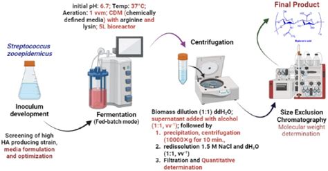 Schematic Presentation Of Hyaluronic Acid Production Using