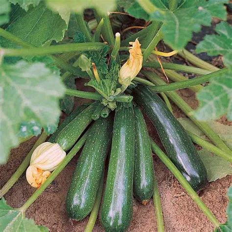 Cultiver Des Courgettes Le Guide Ultime De La Culture De Ces Fruits D