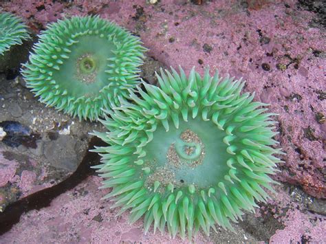 Giant Green Anemone Lost Coast Tide Pool Treasures INaturalist