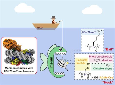 Hku Chemical Biologists Decode A Histone Mark Important For Gene