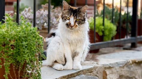 Warum Zittert Meine Katze Am Ganzen K Rper Ursachen Und L Sungen