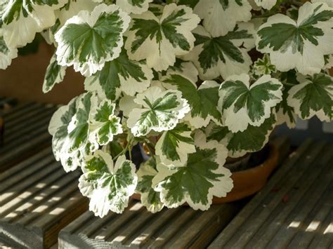 Variegated leaves on a zonal Pelargonium plant 3863543 Stock Photo at