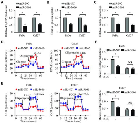 MiR 3666 Inhibits The Growth Of HNSCC Cells Via Glycolysis Suppression