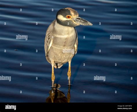 A Yellow Crowned Night Heron Nyctanassa Violacea In A Shallow Lagoon