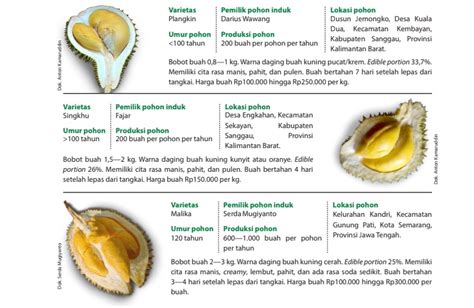 Lima Varietas Durian Lokal Unggul Trubus