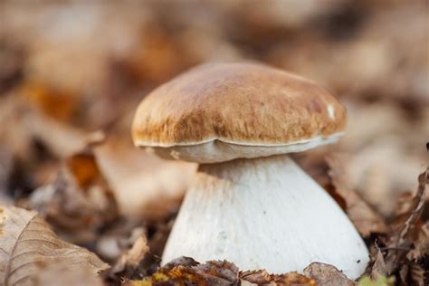 Un Primer Plano Del Rey Del Hongo Comestible Boletus Edulis Porcini