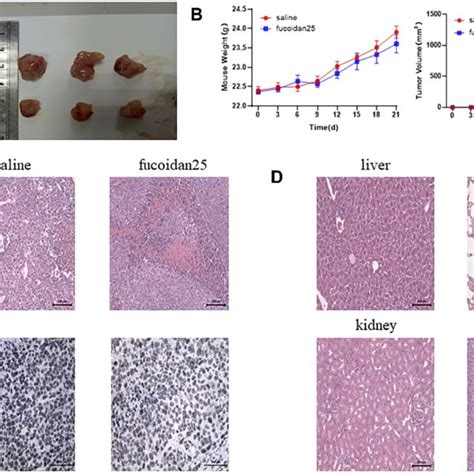 Fucoidan Inhibits HCC Growth In Vivo Notes A Morphological Images