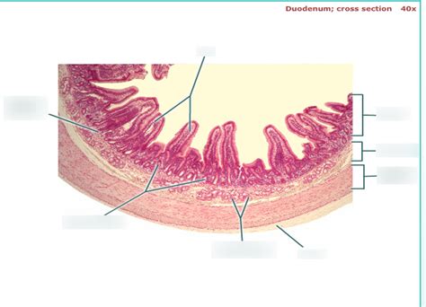 Small Intestine histology Diagram | Quizlet